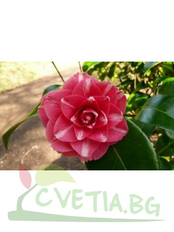 Камелия Camellia Rubens